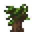 Boxwood Sapling