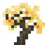 Yellow Sakura Sapling