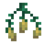 Torchflower Seeds