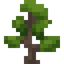 Sugi Sapling