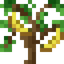 Banana Sapling