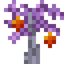 Crescent Fruit Sapling
