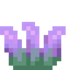 Imperial Succulent