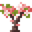 Pink Magnolia Sapling
