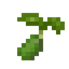 Broccoli Seed