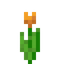 Orange Tulip