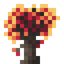Witch Hazel Sapling