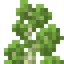 Birch Shrub