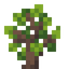 Walnut Sapling
