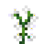 White Sage