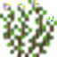 Oregano