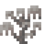 Dead Ghost Coral
