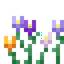 Crocus