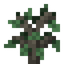 Alder Sapling