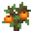 Grapefruit Sapling