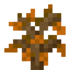 Orange Oak Sapling