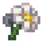Swamp Daisy