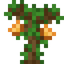 Papaya Sapling