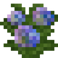 Hydrangea Bush