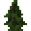 Blackwood Shrub