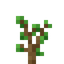 Small Oak Sapling