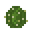 Barrel Cactus