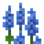 Blue Lupine
