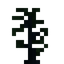 Fir Sapling