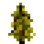 Yellow Spruce Sapling