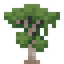Rubberwood Sapling