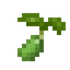 Leek Seed