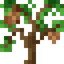Nutmeg Sapling
