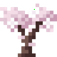 White Magnolia Sapling