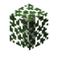 Birch Leaf Hedge