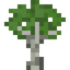 Ultra Elm Sapling