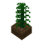 Plant In Pot