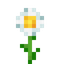Oxeye Daisy