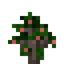 Coffea Sapling