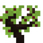 Cherry Plum Sapling