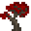 Red Maple Sapling