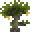 Baobab Sapling