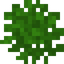 Bush