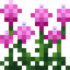 Magenta Amaranth