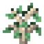 Kapok Sapling