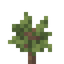 Wolfberry Sapling