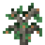 Pecan Sapling