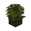 Bindweed Wooden Pot