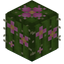 Flowering Barrel Cactus