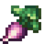 Turnip