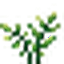 Bay Leaves